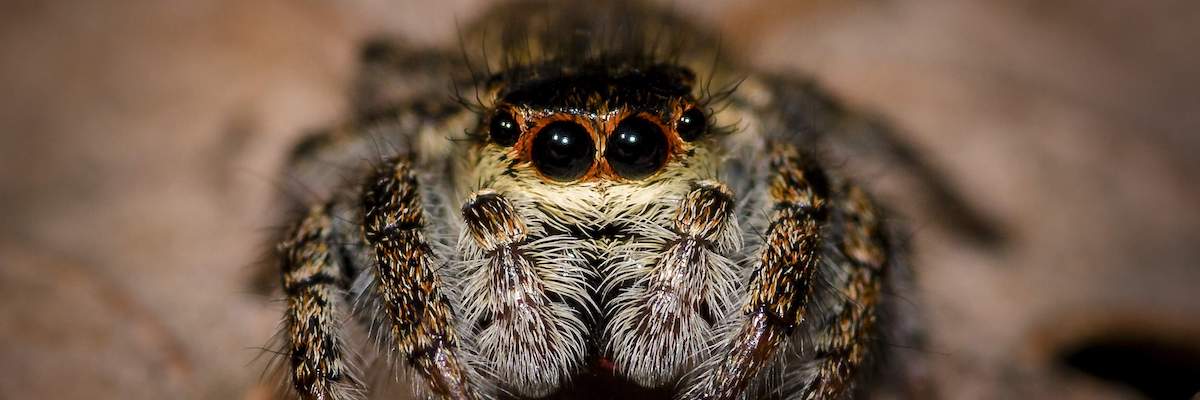 spider staring at you