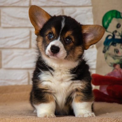 black white and brown corgi puppy looking to the left