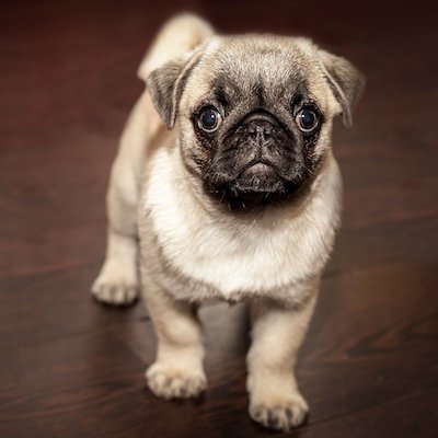 pug puppy looking foward witha blurred background of hardwood flooring