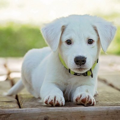 a white puppy sitting in a blurred outside scene